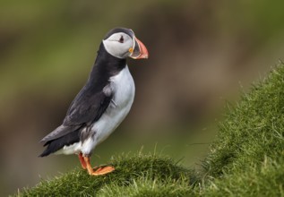 Atlantic Puffin (Fratercula arctica) perched on cliff, Mykines, Faroe Islands, Europe