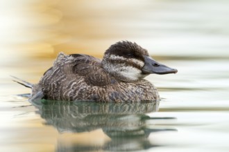 Ruddy Duck (Oxyura jamaicensis), Switzerland, Europe