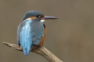 Common Kingfisher (Alcedo atthis), Bavaria, Germany, Europe