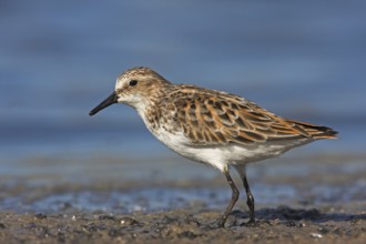 Little Stint (Calidris minuta)