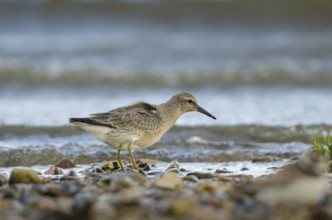 Red Knot (Calidris canutus), Schleswig-Holstein, Germany, Europe