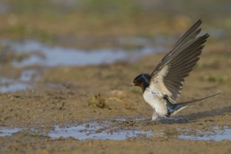 Barn Swallow - Rauchschwalbe - Hirundo rustica ssp. rustica, Morocco, adult female, Africa