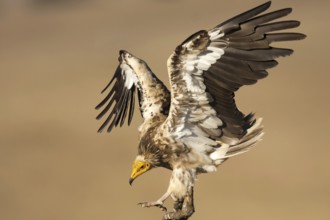 Egyptian Vulture (Neophron percnopterus) flying, Castile-La Mancha, Spain, Europe