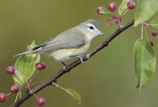 Warbling Vireo (Vireo gilvus), British Columbia, Canada, North America