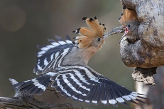 Eurasian Hoopoe (Upupa epops) feeding chick in breeding cavity, Saxony-Anhalt, Germany, Europe