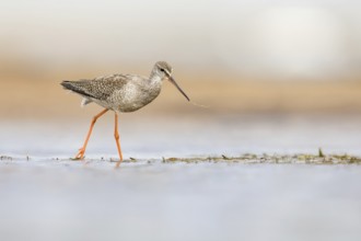 Spotted Redshank (Tringa erythropus) foraging, Poland, Europe