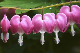 Tearful hearts after rain in April, Germany, Europe