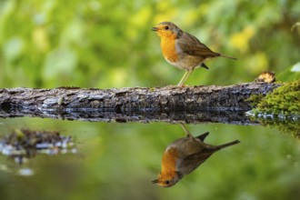 European robin (Erithacus rubecula) bathing Germany