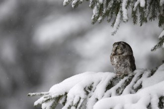 Long-eared owl (Asio otus) in a winter forest, Czech Republic, Europe