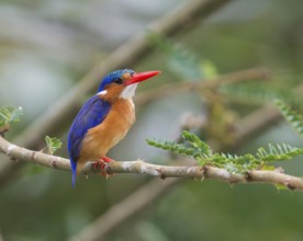 Malachite Kingfisher (Corythornis cristatus), Uganda, Africa