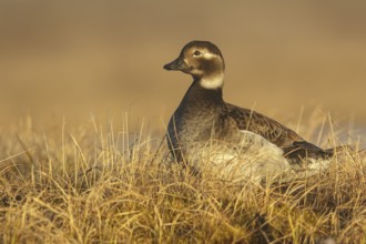 Long-tailed Duck (Clangula hyemalis) feeding on a small pond on the tundra in Northern Alaska