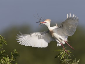 Western Cattle Egret (Bubulcus ibis) male flying with nesting material in beak, Florida, USA, North