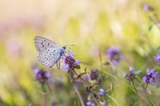 Phengaris arion - Large blue - Quendel-Ameisenbläuling, Germany (Baden-Württemberg), imago