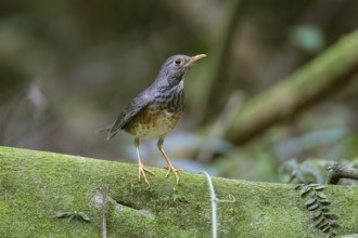 Japanese Thrush (Turdus cardis) female, Cuc Phuong, Vietnam, Asia