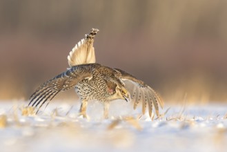 Sharp-tailed Grouse (Tympanuchus phasianellus), Minnesota, USA, North America