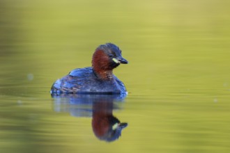 Little Grebe (Tachybaptus ruficollis), North Rhine-Westphalia, Germany, Europe