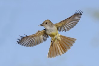 Brown-crested Flycatcher (Myiarchus tyrannulus) flying, Arizona, USA, North America