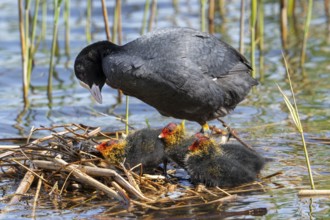 Eurasian coot, common coot (Fulica atra) parent with three chicks resting on nest in pond among
