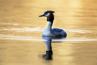 Great Crested Grebe (Podiceps Scalloped ribbonfish), Vulkaneifel, Rhineland-Palatinate, Germany,