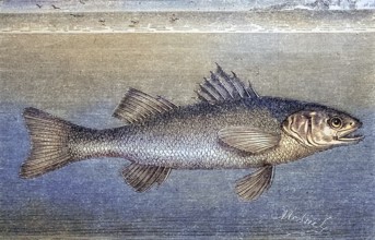 European bass, Dicentrarchus labrax, woodcut from 1880 / Europäische Wolfsbarsch oder auch