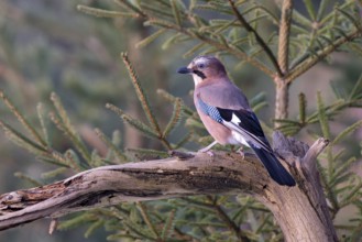 Eurasian jay (Garrulus glandarius), sitting on a branch, Terfens, Tyrol, Austria, Europe