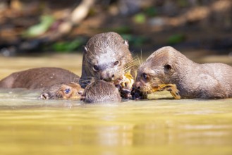 Giant otter (Pteronura brasiliensis) Pantanal Brazil