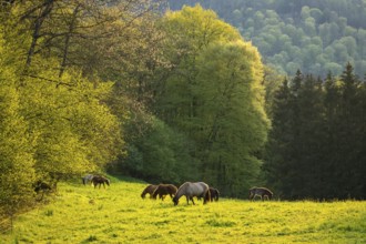 Icelandic horses in a pasture. Mares with foals. Evening, golden hour, backlight. Germany