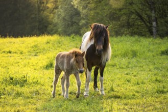 Icelandic horses in a pasture. Mare with foal. Pinto. Evening, golden hour, backlight. Germany