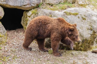A young male Eurasian brown bear (Ursus arctos arctos) walks past a rocky den