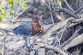 Rufescent tiger heron (Tigrisoma lineatum) Pantanal Brazil