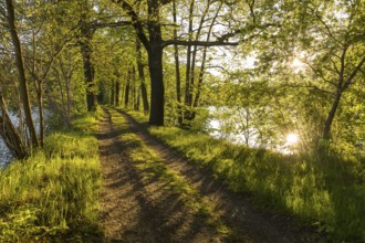 Evening sun, forest path at the Chausee pond near Rietschen, Oberlausitzer Heide- und