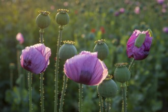 Blue poppy (Papaver somniferum) in a field near Callenberg, Saxony, Germany, Europe