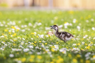 Chicks of the Nile Goose (Alopochen aegyptiaca) freshly hatched, park in spring with spring flowers