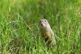 European ground squirrel (Spermophilus citellus) on a meadwo, Bavaria, Germany, Europe