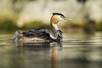 Great Crested Grebe (Podiceps Scalloped ribbonfish), with chicks in plumage swimming in the water,