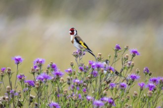 Goldfinch (Carduelis carduelis) Germany
