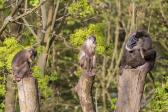 Three Drills (Mandrillus leucophaeus), a male and two females, sit high up on the three stumps of a