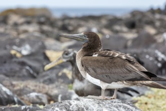 White-bellied booby (Sula leucogaster), Galapagos, Ecuador, South America