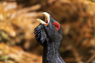 A bird with a red crest and open beak in a brown environment, capercaillie, cock (Tetrao