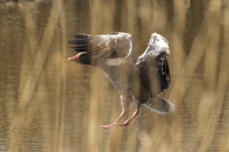 Goose landing in water, surrounded by reeds in spring light, Greylag Goose (Anser anser), wildlife,