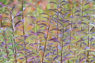 Ornamental shrub, autumnal foliage with raindrops, Moselle, Rhineland-Palatinate, Germany, Europe