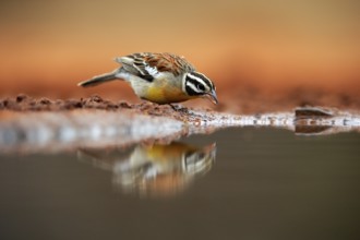 Golden-breasted Bunting (Emberiza flaviventris), adult, at the water, drinking, Kruger National