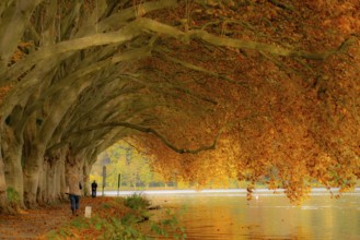 Platanen Allee, lakeside path on Lake Baldeney, near Haus Scheppen, in Essen, autumn, North