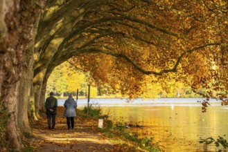 Platanen Allee, lakeside path on Lake Baldeney, near Haus Scheppen, in Essen, autumn, North