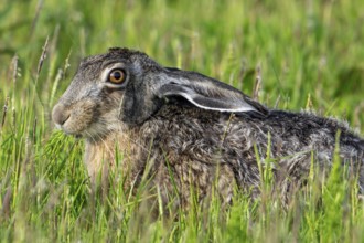 Close-up of European brown hare (Lepus europaeus) eating vegetation in meadow, grassland