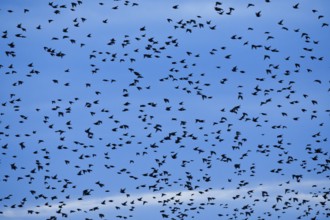 Flock of starlings in flight at dusk
