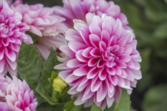 Dahlia (Dahlia), North Rhine-Westphalia, Germany, Europe