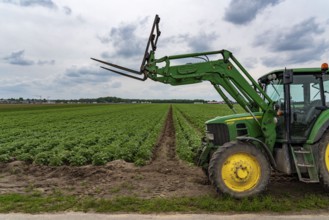 Potato field, potato ridges, early potatoes, 6 weeks after planting, just over 3 weeks to harvest,