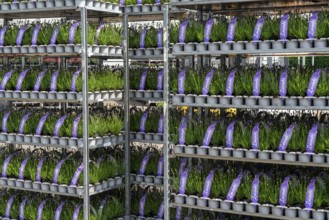 Horticultural company, lavender plants, in flower pots, outdoors, are packed for transport to the