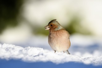 Chaffinch (Fringilla coelebs), male, in the snow, with sunflower seed in beak, winter feeding,